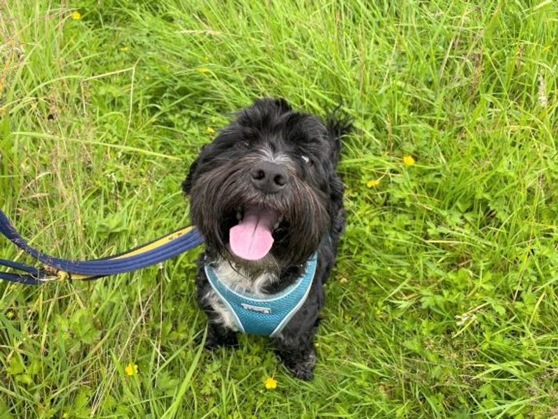 Lenny | Shih Tzu Cross | West Calder (Edinburgh) - 1