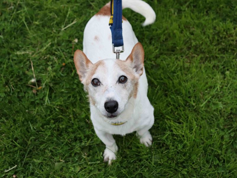 Buster - Image 2 of 3