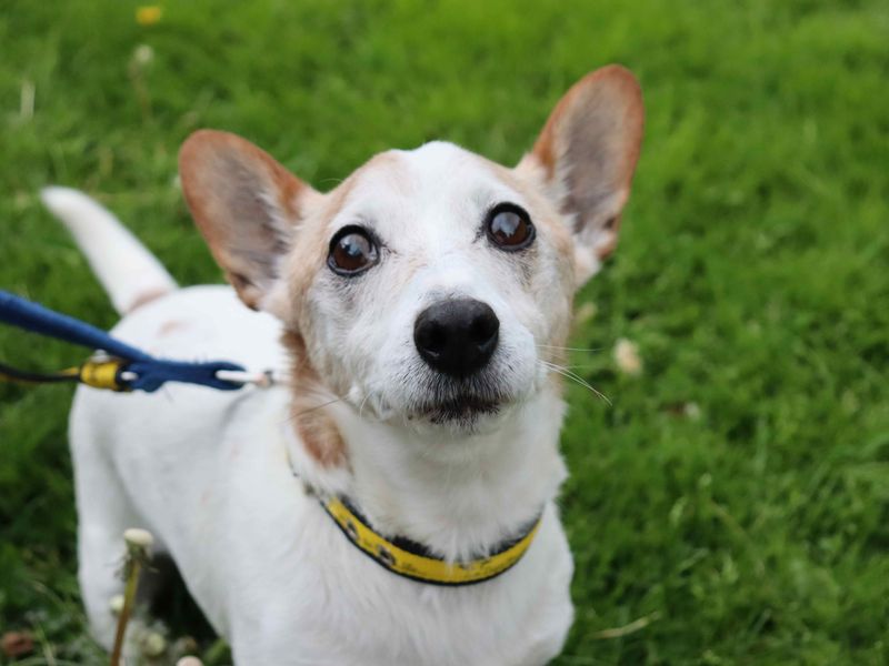 Jack Russell Terrier Dogs And Puppies For Adoption