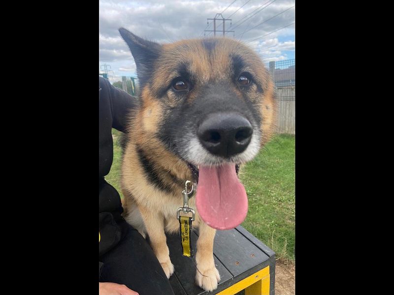 Suki for sale in Wickford - Image 3