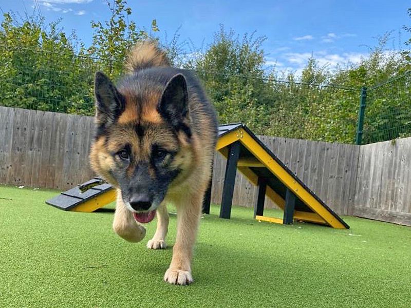 Suki for sale in Wickford - Image 4
