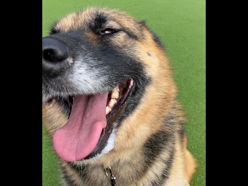German Shepherd puppies for sale in Wickford – 7 years old