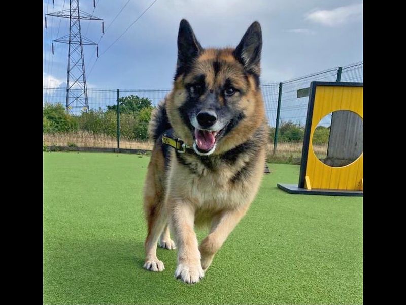 Suki for sale in Wickford - Image 2