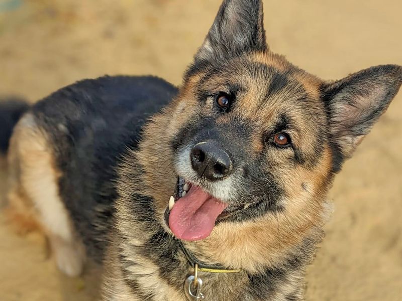 German Shepherd for adoption in Wickford, Essex – 8 years old - Image 2 of 9