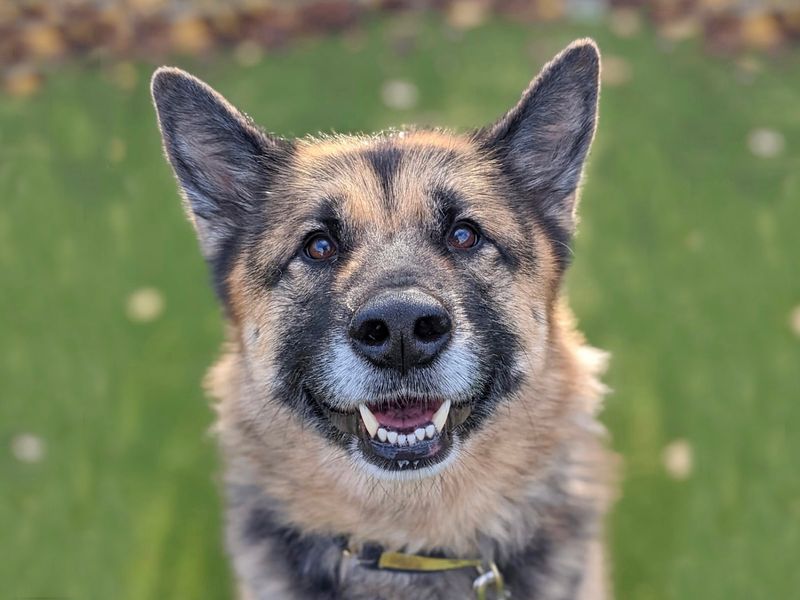 Suki for sale in Wickford, Essex