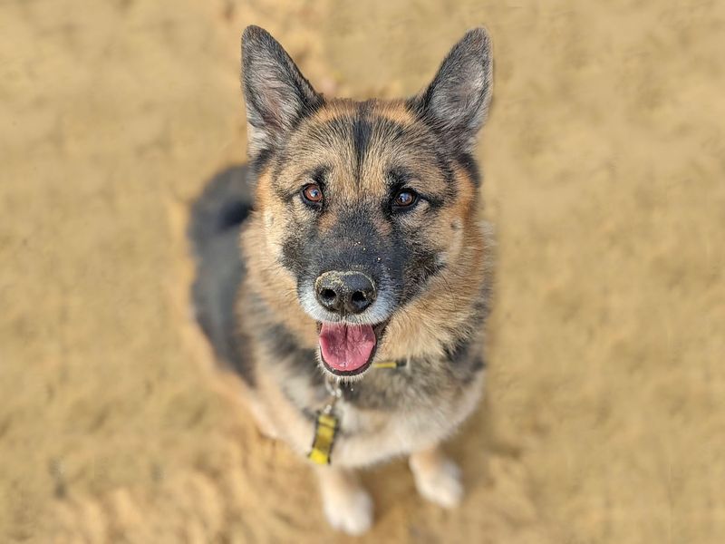 German Shepherd for adoption in Wickford, Essex – 8 years old - Image 6 of 9