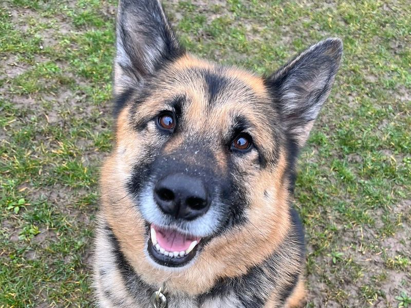 German Shepherd for adoption in Wickford, Essex – 8 years old - Image 5 of 9
