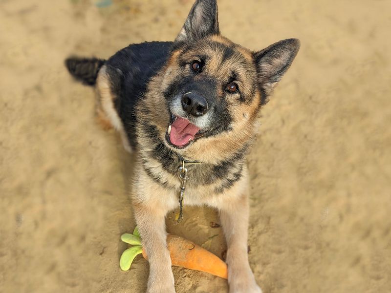 German Shepherd for adoption in Wickford, Essex – 8 years old - Image 3 of 9