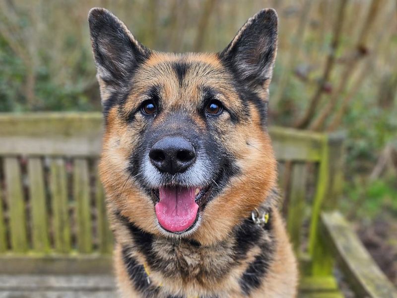 German Shepherd for adoption in Wickford, Essex – 8 years old - Image 9 of 9