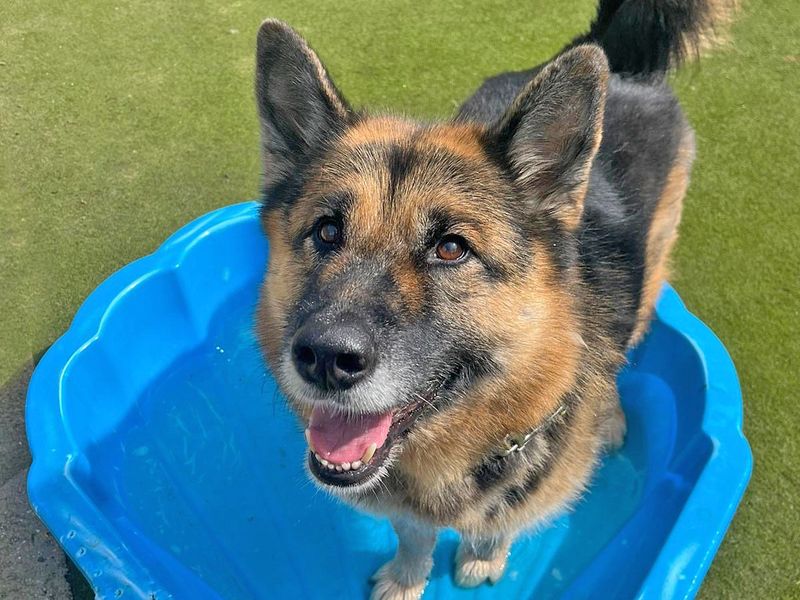 German Shepherd for adoption in Wickford, Essex – 8 years old - Image 7 of 9