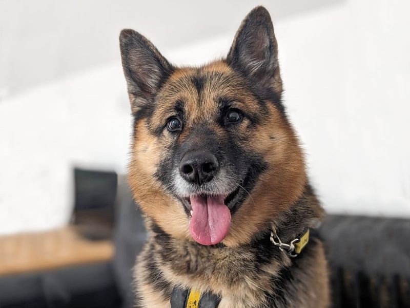 German Shepherd for adoption in Wickford, Essex – 8 years old - Image 8 of 9