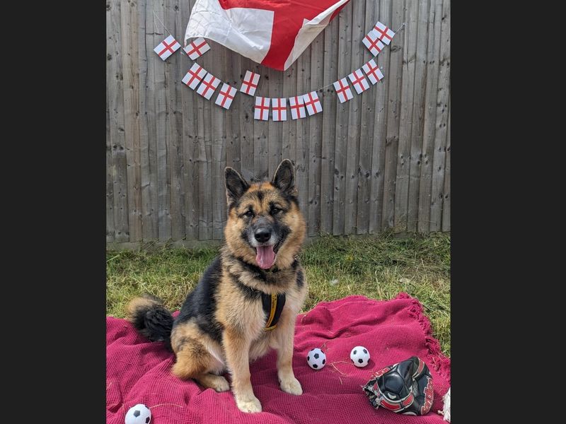 German Shepherd for adoption in Wickford, Essex – 8 years old - Image 4 of 9