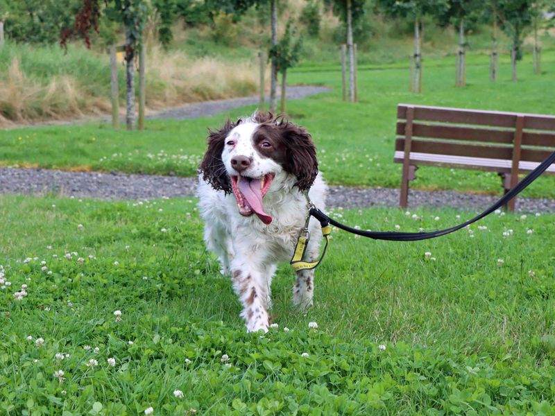 Springer Spaniel puppies for sale in Sadberge – 8 years old