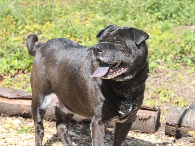 undefined | Shar Pei Cross | undefined - 3