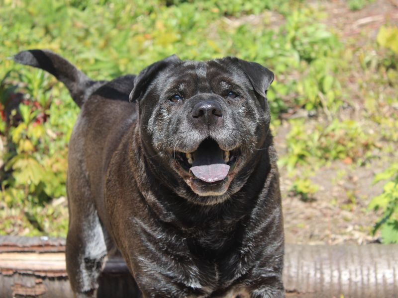 Milo | Shar Pei Cross | Merseyside (Liverpool) - 1