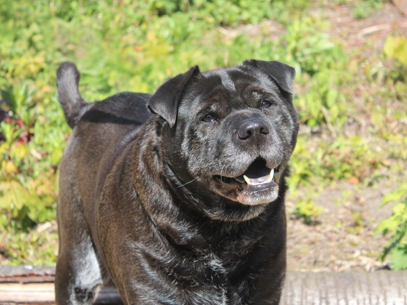 undefined | Shar Pei Cross | undefined - 2