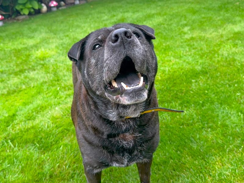 Milo | Shar Pei Cross | Merseyside (Liverpool) - 1