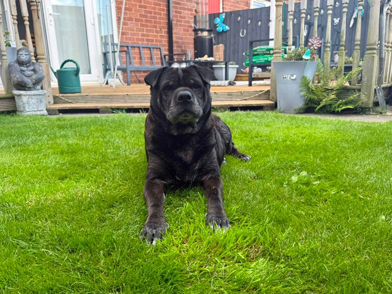 Milo | Shar Pei Cross | Merseyside (Liverpool) - 4