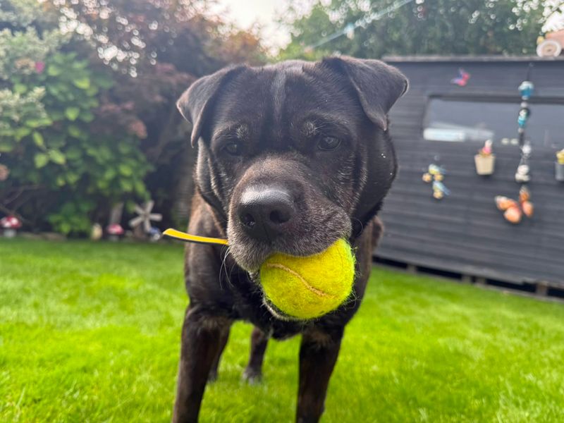 Milo | Shar Pei Cross | Merseyside (Liverpool) - 3