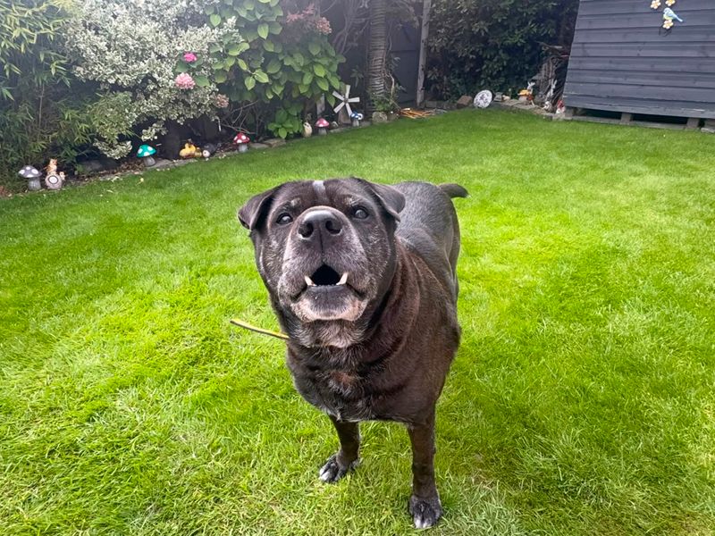 Milo | Shar Pei Cross | Merseyside (Liverpool) - 2