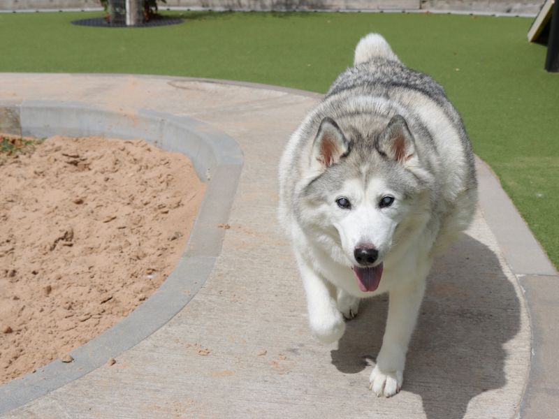 Siberian Husky for adoption in Evesham, Worcestershire – 9 years old