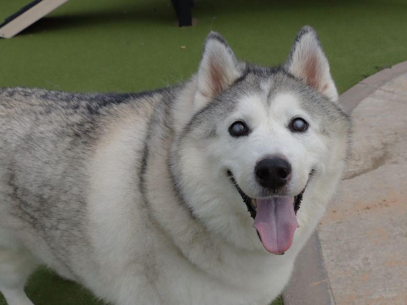 Siberian Husky for adoption in Evesham, Worcestershire – 9 years old - Image 2 of 5