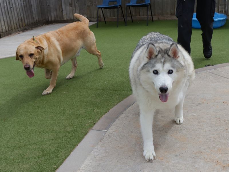 Siberian Husky for adoption in Evesham, Worcestershire – 9 years old - Image 3 of 5