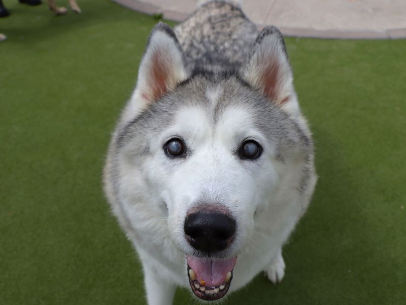 Siberian Husky for adoption in Evesham, Worcestershire – 9 years old - Image 5 of 5
