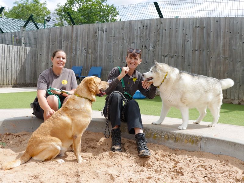 Siberian Husky for adoption in Evesham, Worcestershire – 9 years old - Image 4 of 5