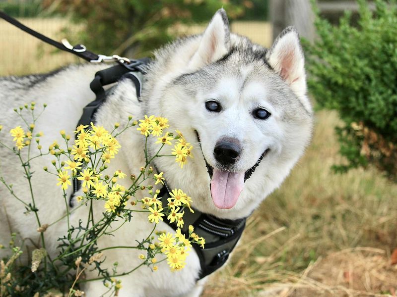 Missy | Siberian Husky | Evesham (Worcestershire) - 1