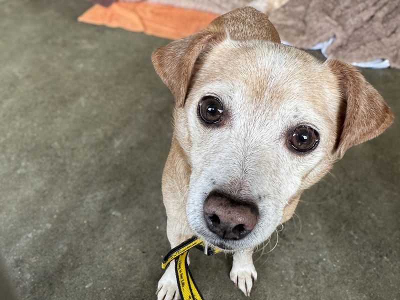 Sandy | Chihuahua (Smooth Coat) Cross | Basildon (Essex) - 1