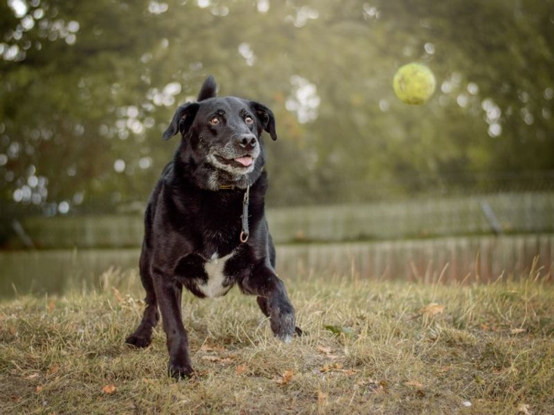 Sol | Retriever (Labrador) Cross | Kenilworth (West Midlands) - 1