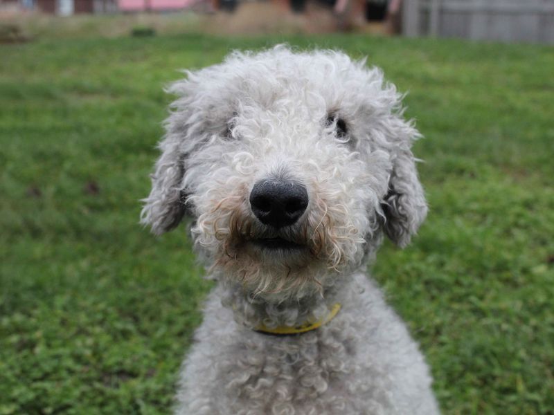 Woody | Terrier (Bedlington) Cross | Darlington - 1