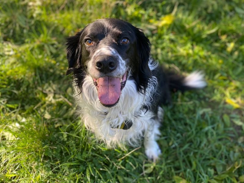 Clover | Crossbreed | Shrewsbury (Shropshire) - 2