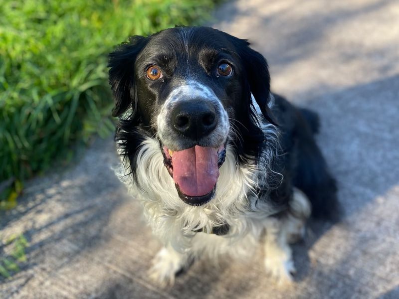 Clover | Crossbreed | Shrewsbury (Shropshire) - 1