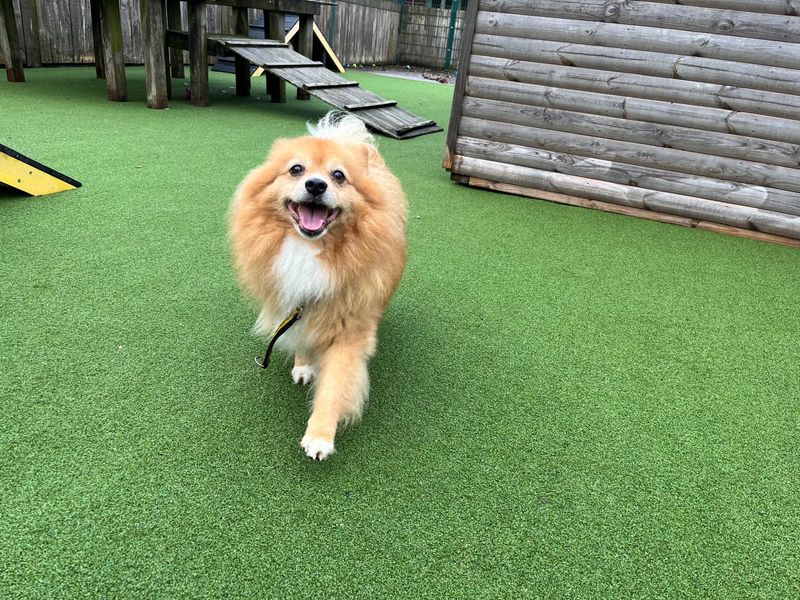 Pomeranian for adoption in Wymeswold, Leicestershire – 9 years old - Image 1 of 2