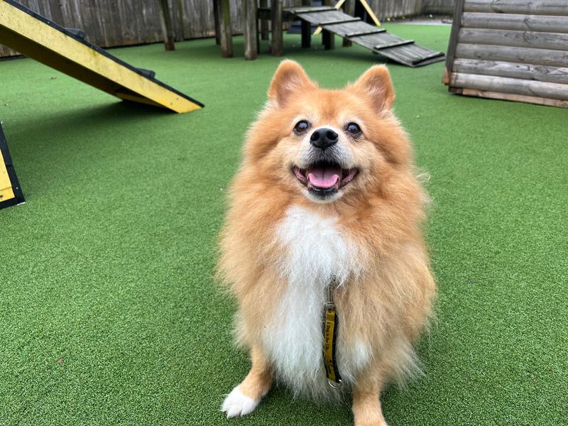 Pomeranian for adoption in Wymeswold, Leicestershire – 9 years old - Image 2 of 2