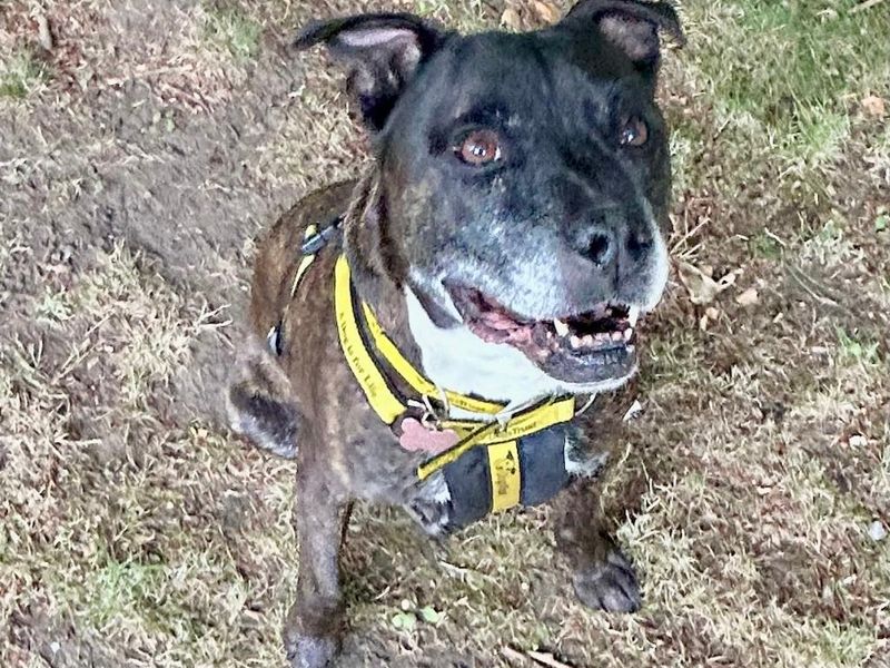 Staffordshire Bull Terrier for adoption in Leeds, Yorkshire – 11 years old