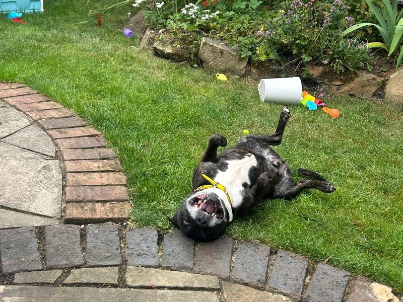 Staffordshire Bull Terrier for adoption in Leeds, Yorkshire – 11 years old - Image 3 of 3