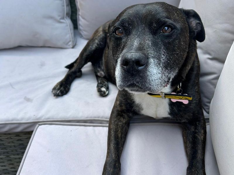 Staffordshire Bull Terrier for adoption in Leeds, Yorkshire – 11 years old - Image 2 of 3