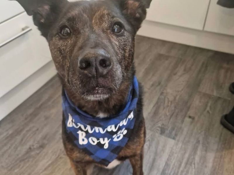Staffordshire Bull Terrier for adoption in Leeds, Yorkshire – 11 years old
