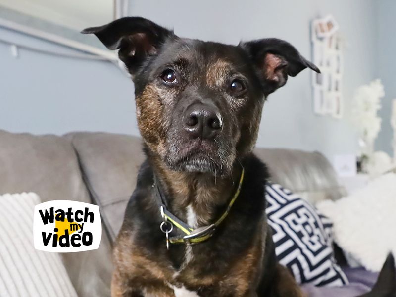 Rocky | Terrier (Staffordshire Bull) Cross | Leeds - 1