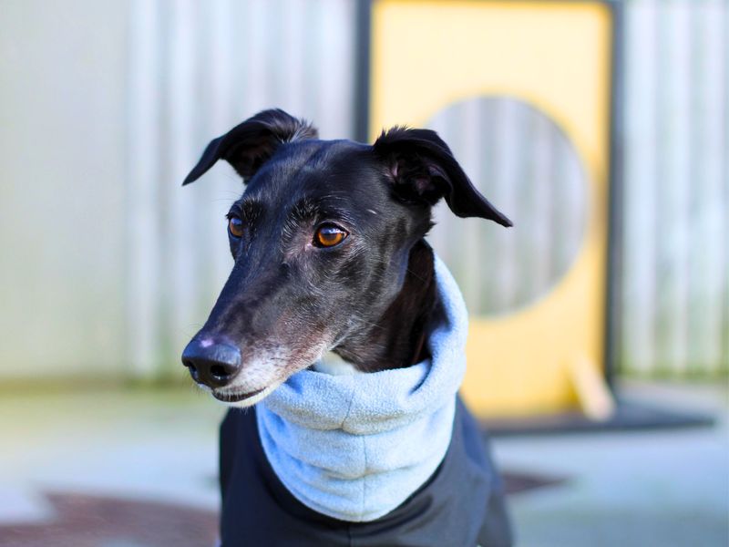 Mandy | Lurcher | Manchester - 1