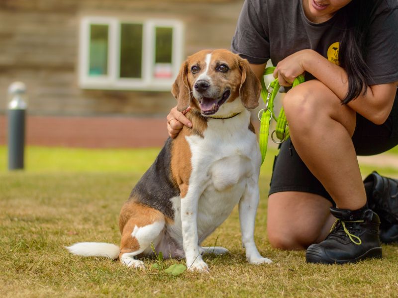 Beagle for adoption in Kenilworth, Warks – 9 years old - Image 2 of 4