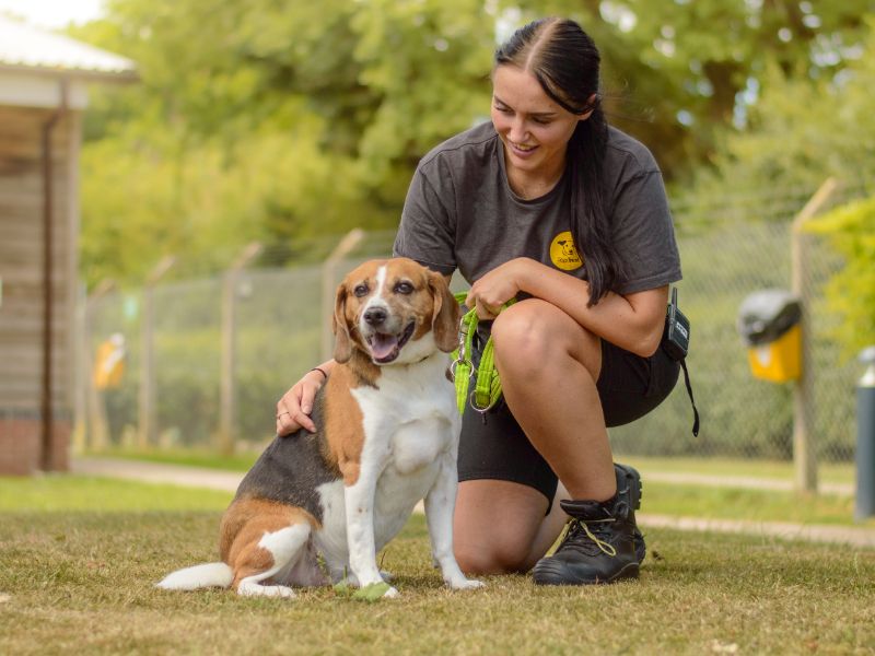 Beagle for adoption in Kenilworth, Warks – 9 years old