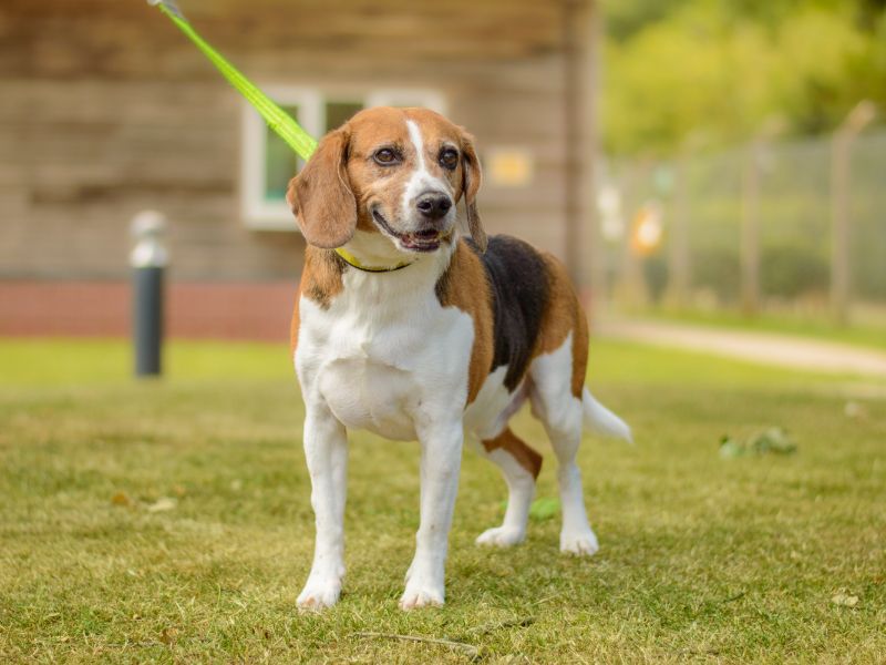 Beagle for adoption in Kenilworth, Warks – 9 years old - Image 3 of 4
