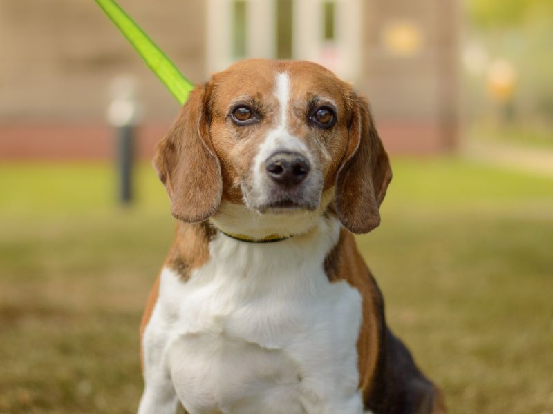 Beagle for adoption in Kenilworth, Warks – 9 years old - Image 4 of 4
