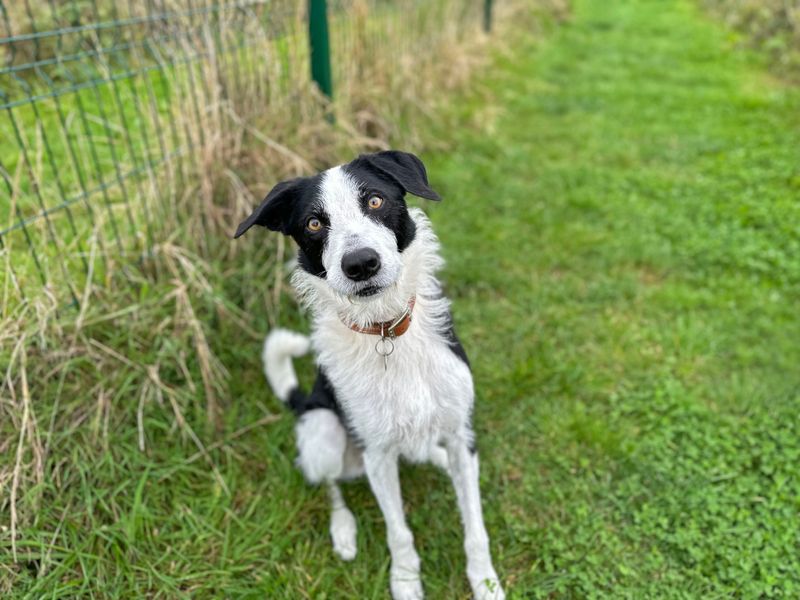 undefined | Collie (Border) Cross | undefined - 6