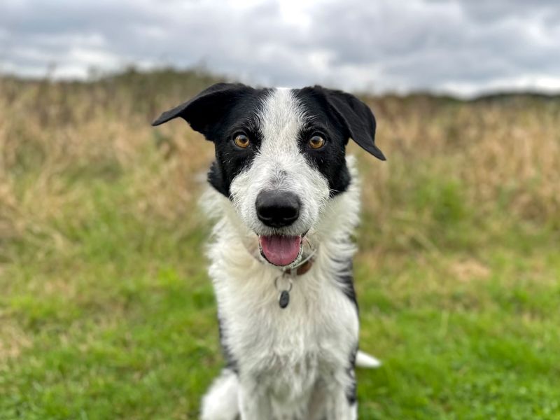Alfie | Collie (Border) Cross | Shoreham (Sussex) - 1
