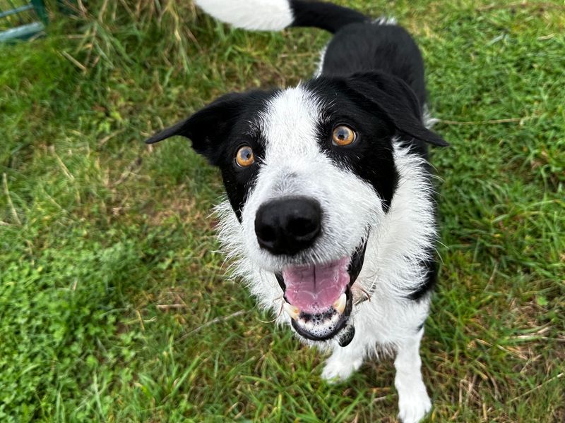 undefined | Collie (Border) Cross | undefined - 3